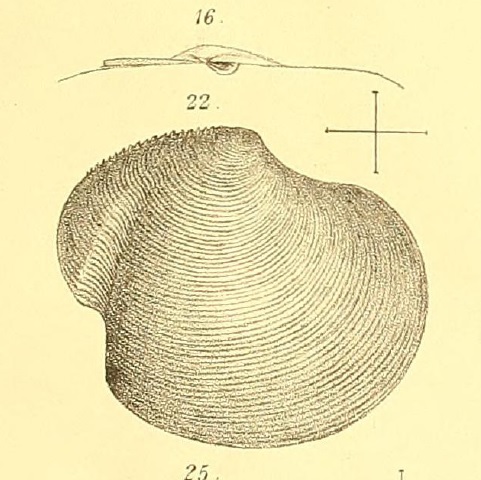 Bivalve per identificare